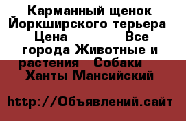 Карманный щенок Йоркширского терьера › Цена ­ 30 000 - Все города Животные и растения » Собаки   . Ханты-Мансийский